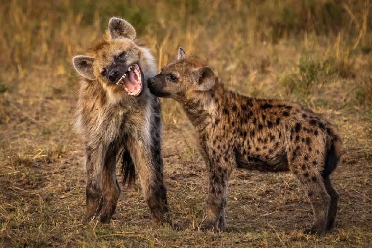 052 Masai Mara.jpg